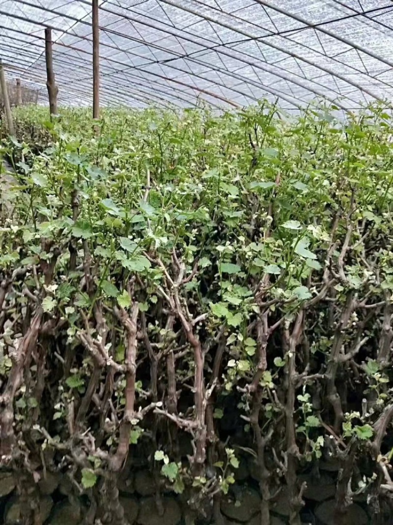 盆栽盆景葡萄树占地盆栽栽上直接挂果。