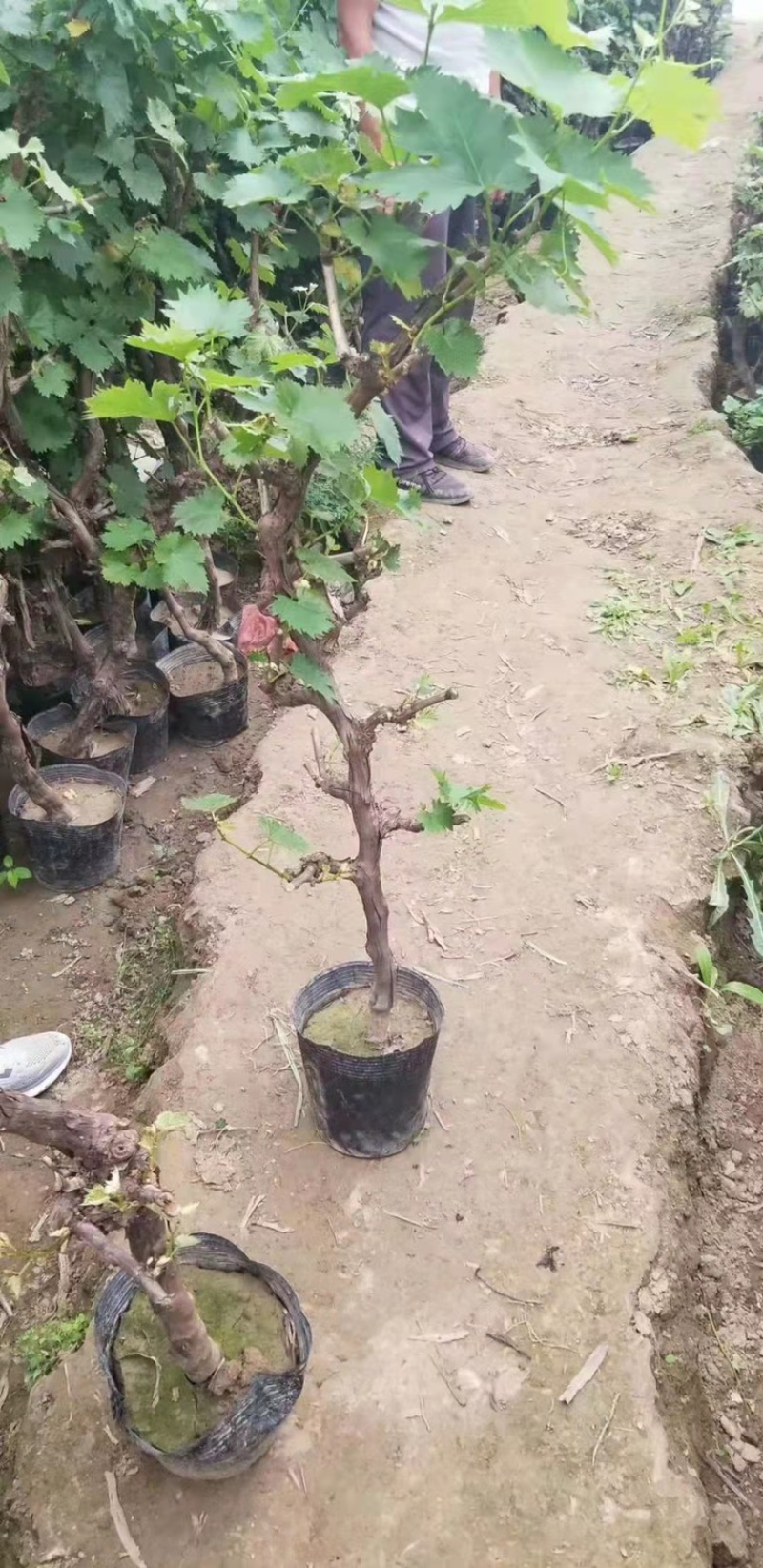 盆栽盆景葡萄树占地盆栽栽上直接挂果。