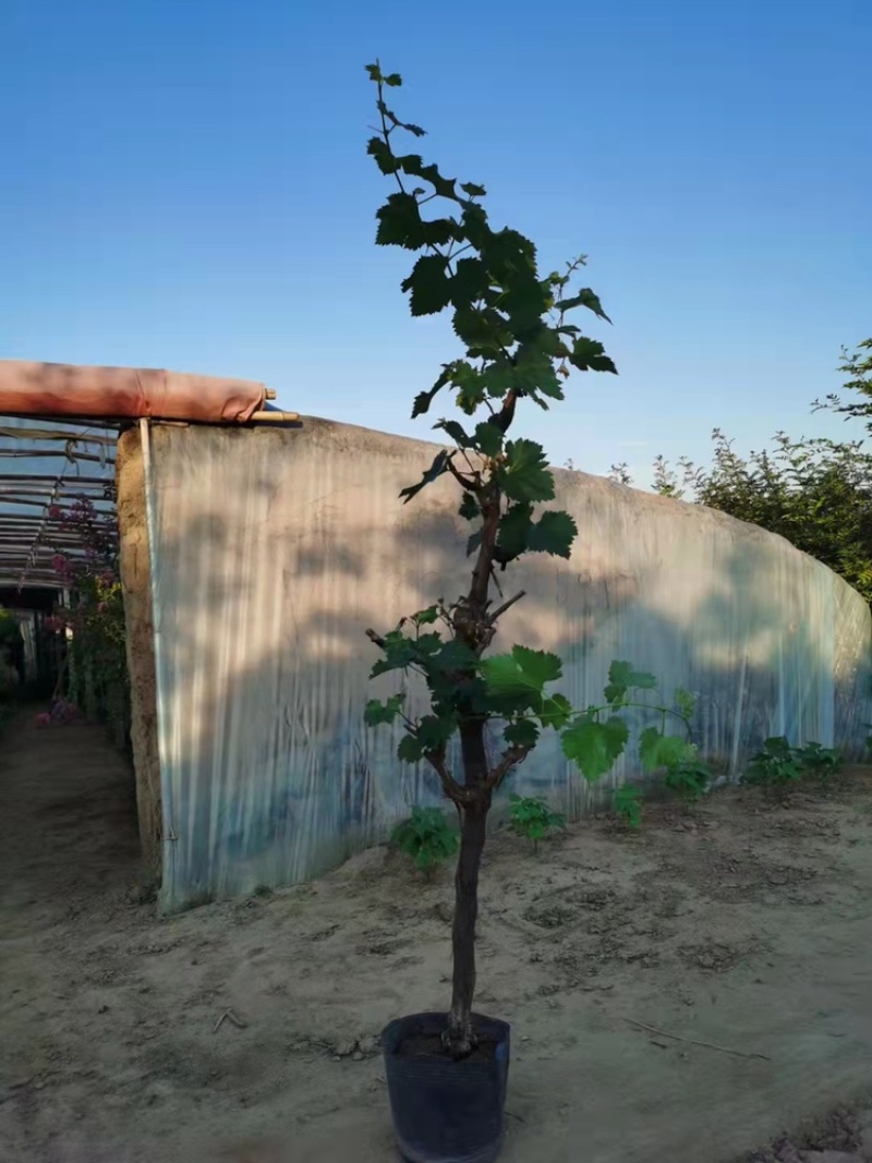 盆栽盆景葡萄树占地盆栽栽上直接挂果。