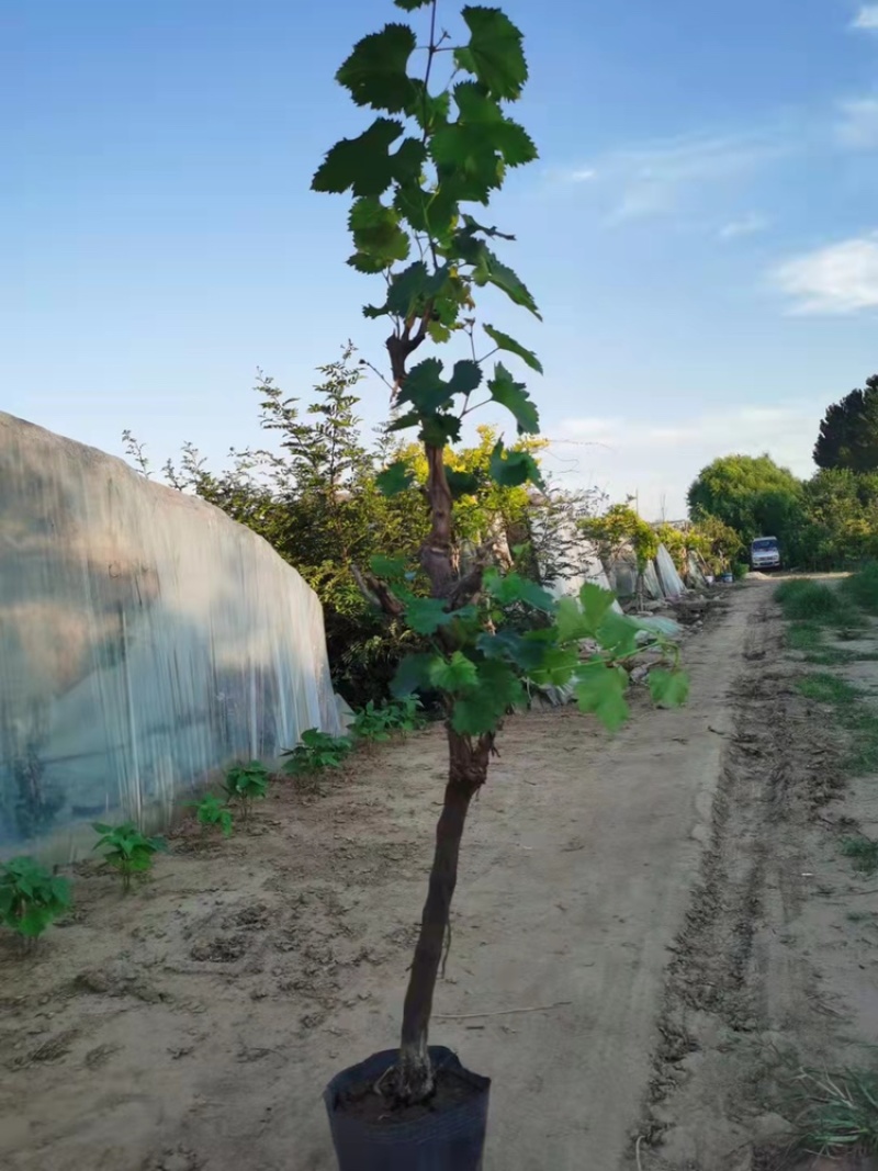 盆栽盆景葡萄树占地盆栽栽上直接挂果。