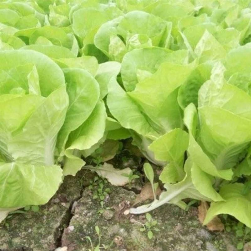 大禹牌365速生快菜F1种子叶厚无毛刺耐热耐湿四季高产
