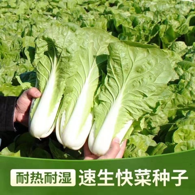 大禹牌365速生快菜F1种子叶厚无毛刺耐热耐湿四季高产