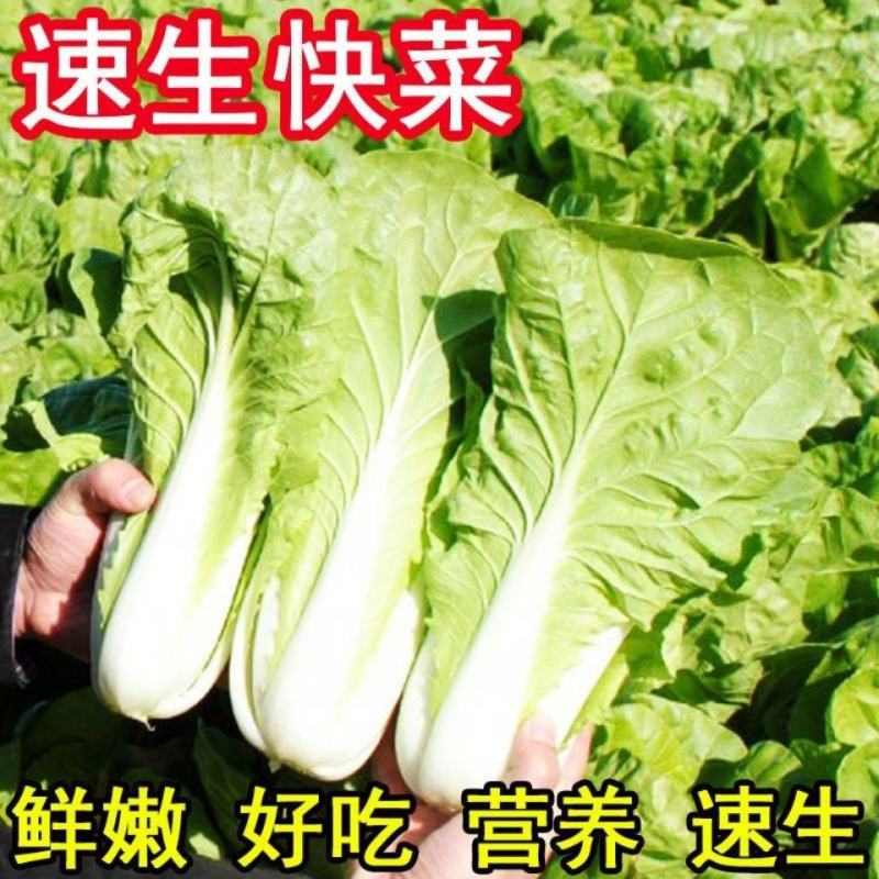 大禹牌365速生快菜F1种子叶厚无毛刺耐热耐湿四季高产