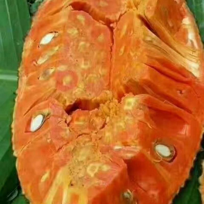 泰国红肉菠萝蜜苗南方果苗12号红肉干湿苞当年结果带土带叶