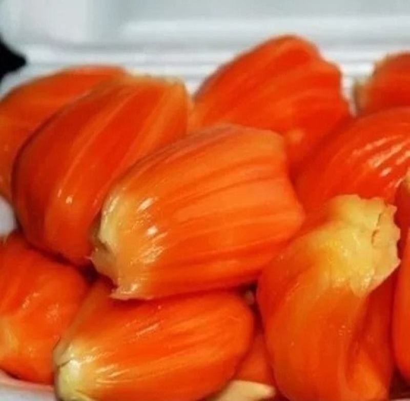 泰国红肉菠萝蜜苗南方果苗12号红肉干湿苞当年结果带土带叶