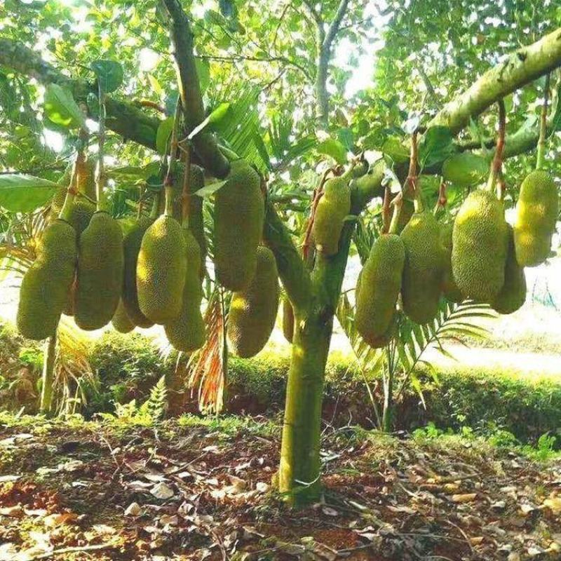 泰国红肉菠萝蜜苗南方果苗12号红肉干湿苞当年结果带土带叶