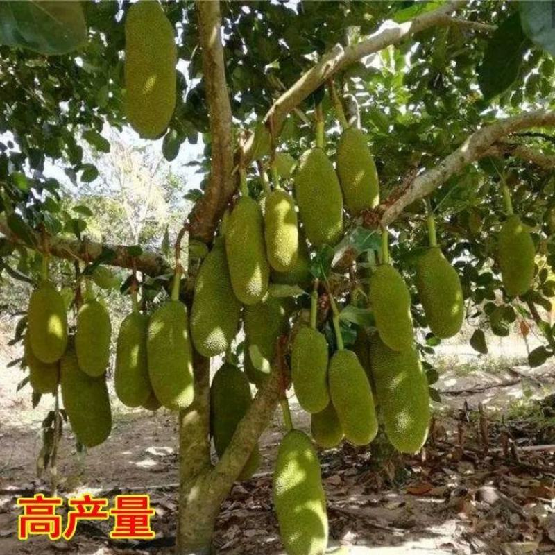 泰国红肉菠萝蜜苗南方果苗12号红肉干湿苞当年结果带土带叶