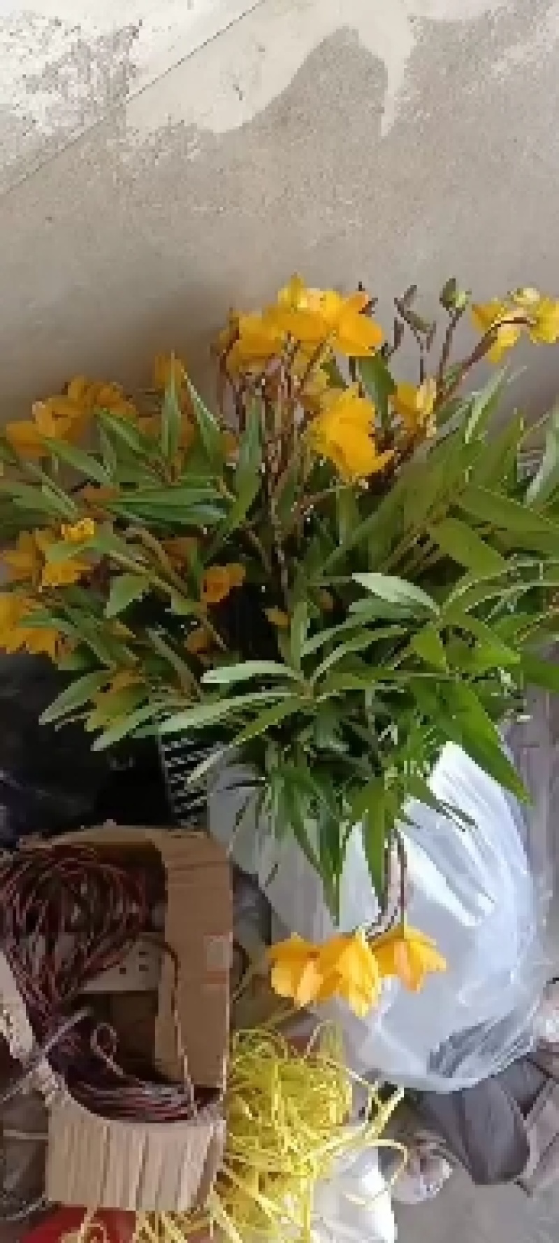 夹江叠鞘石斛一系列产品都有货，有需要的老板可以联系我