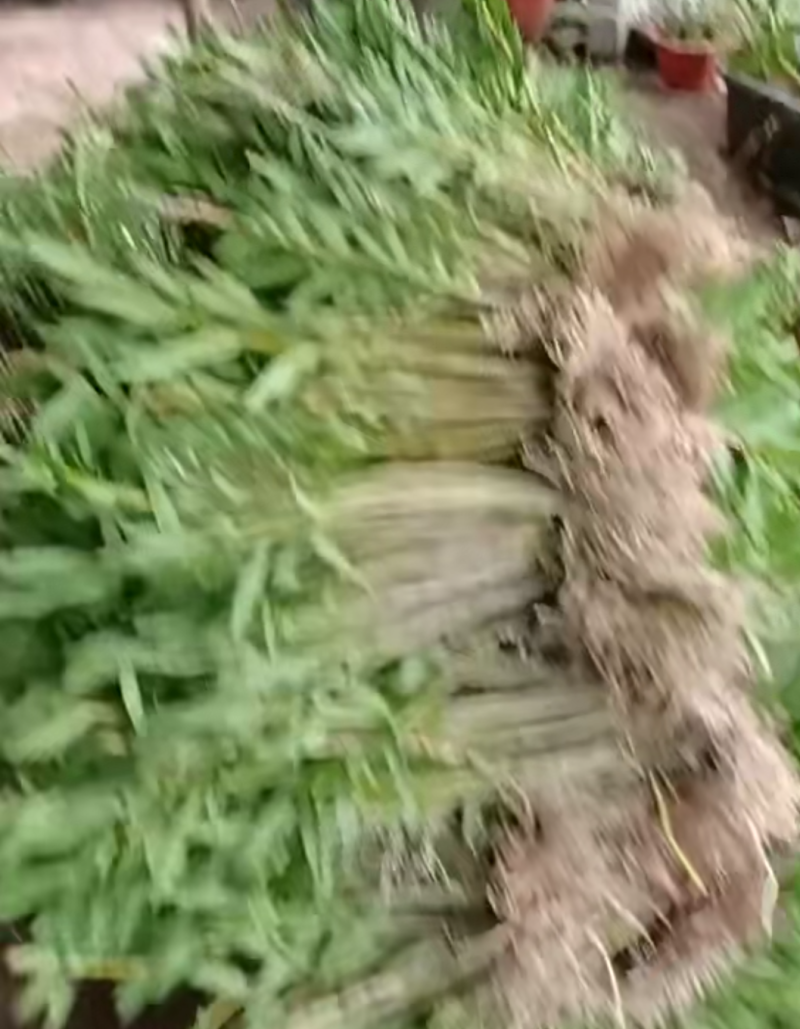 夹江叠鞘石斛基地批发