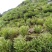 夹江叠鞘石斛基地批发