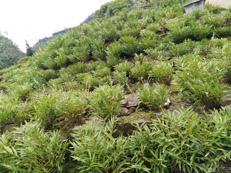 夹江叠鞘石斛基地批发