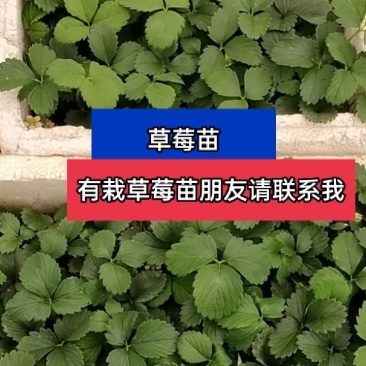 安徽阜阳市临泉县黄岭镇万亩草莓大棚基地大量批发草莓苗，