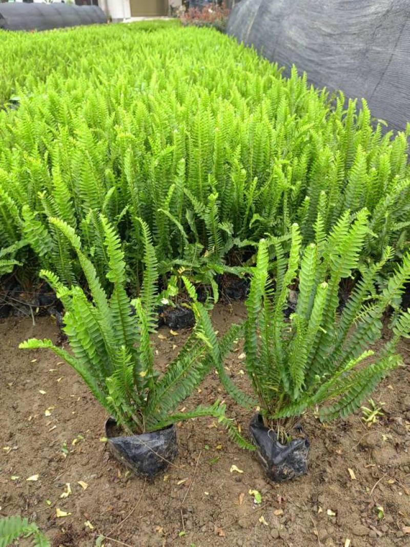肾蕨，自家基地大量供应
