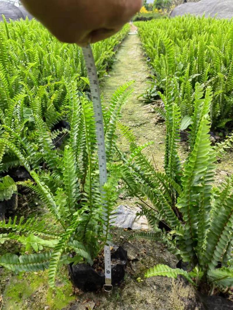 肾蕨，自家基地大量供应
