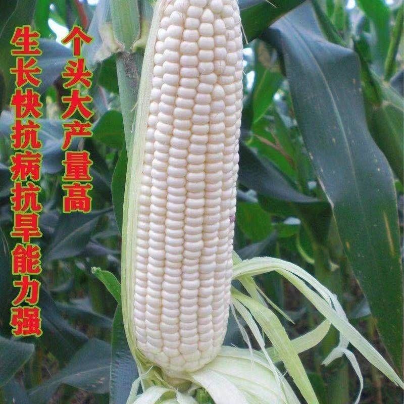 大禹昕禾323玉米种子甜玉米糯玉米种子大田高产玉米
