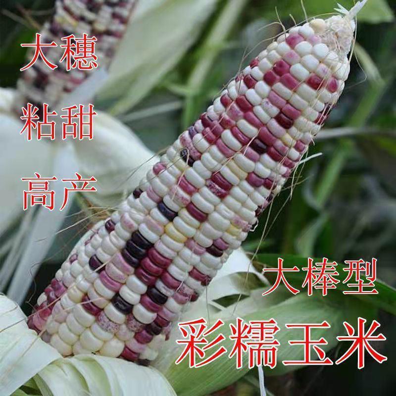 金玉糯856玉米种子中熟大棒紫白双色玉米种籽鲜食彩甜糯玉