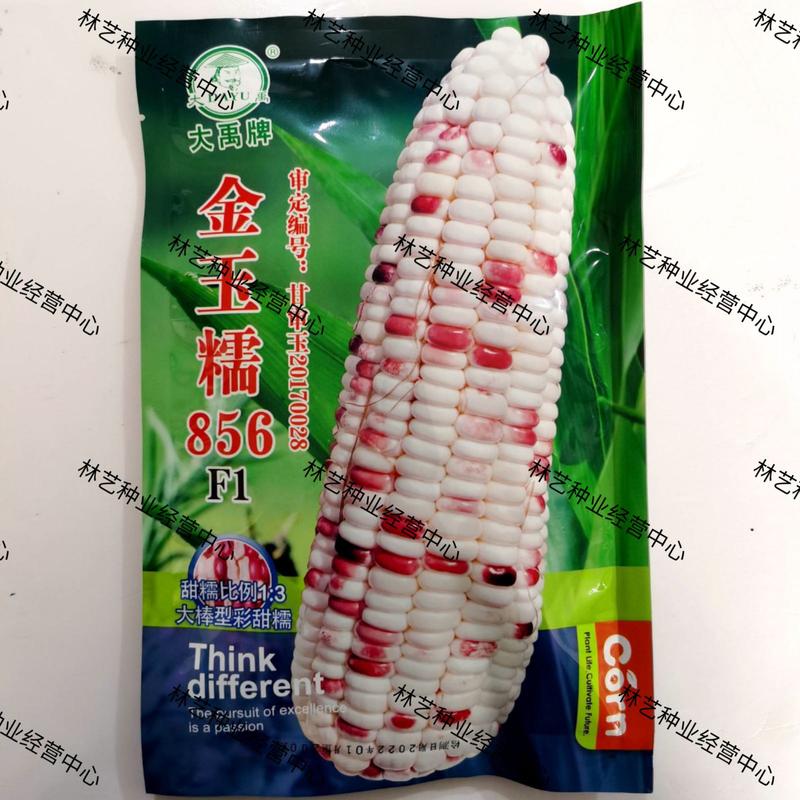 金玉糯856玉米种子中熟大棒紫白双色玉米种籽鲜食彩甜糯玉