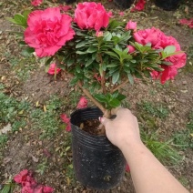 西洋杜鹃18杯苗