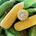 金甜13玉米种子农田黄金大棒大穗水果玉米种籽皮薄黄甜玉米