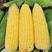 金甜13玉米种子农田黄金大棒大穗水果玉米种籽皮薄黄甜玉米