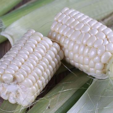 大禹昕禾323玉米种子罐装玉米种子农田菜园审定白色鲜煮