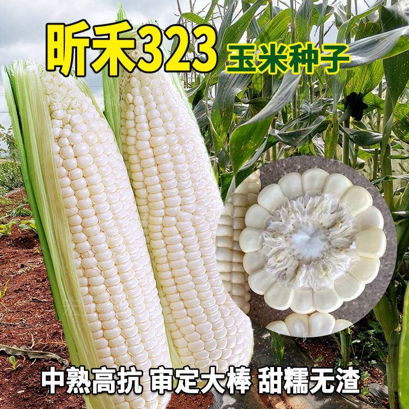 大禹昕禾323玉米种子罐装玉米种子农田菜园审定白色鲜煮
