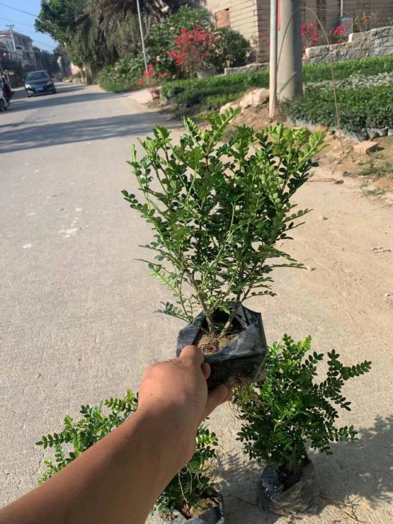 清香木