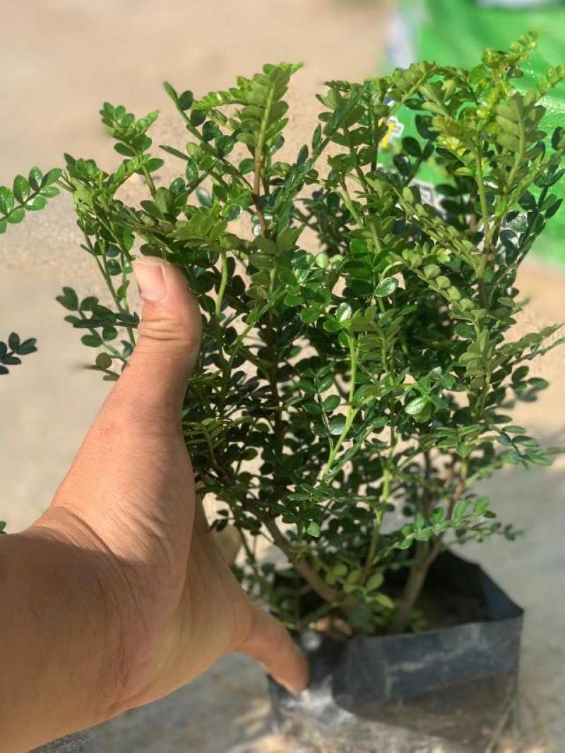 清香木
