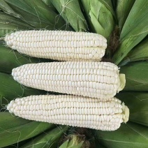 大禹牌白玉糯320玉米种子早熟大棒白甜糯玉米种籽鲜食粘糯