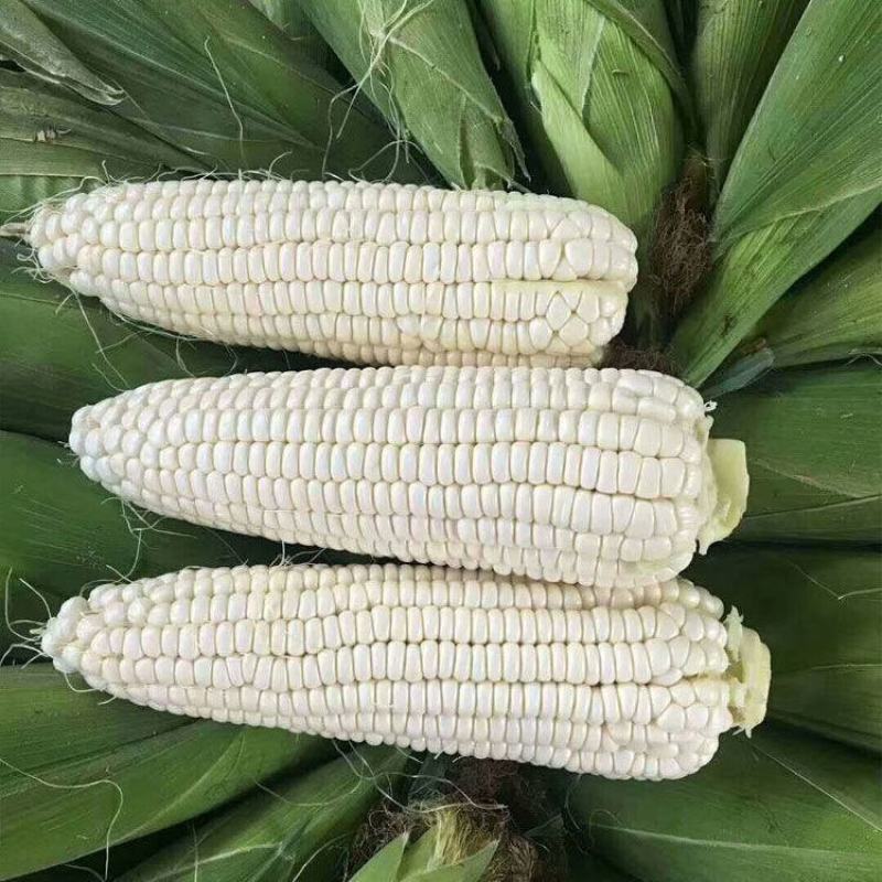 大禹牌白玉糯320玉米种子早熟大棒白甜糯玉米种籽鲜食粘糯