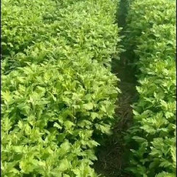 金丝皇菊苗