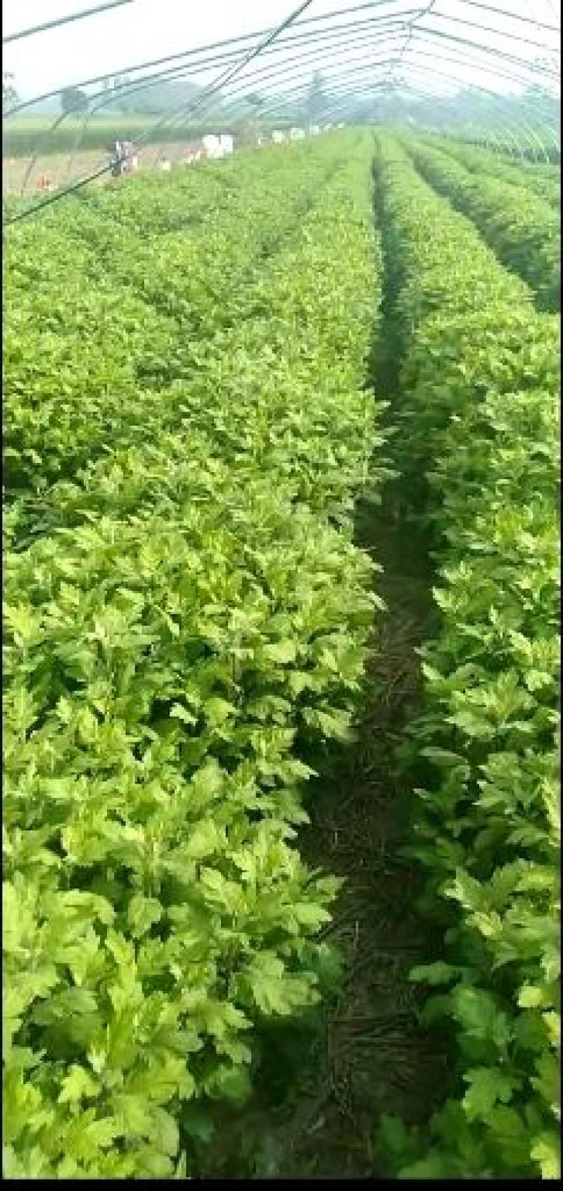 金丝皇菊苗