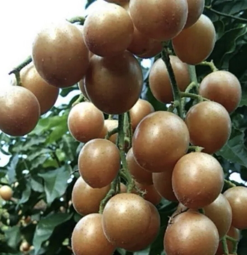 贵妃金蛋贵妃黄皮果黄皮果苗品种纯正基地直发