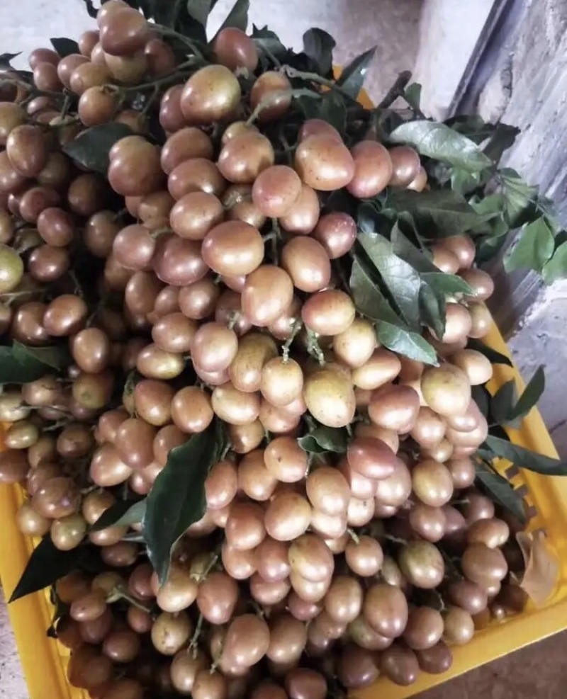 贵妃金蛋贵妃黄皮果黄皮果苗品种纯正基地直发