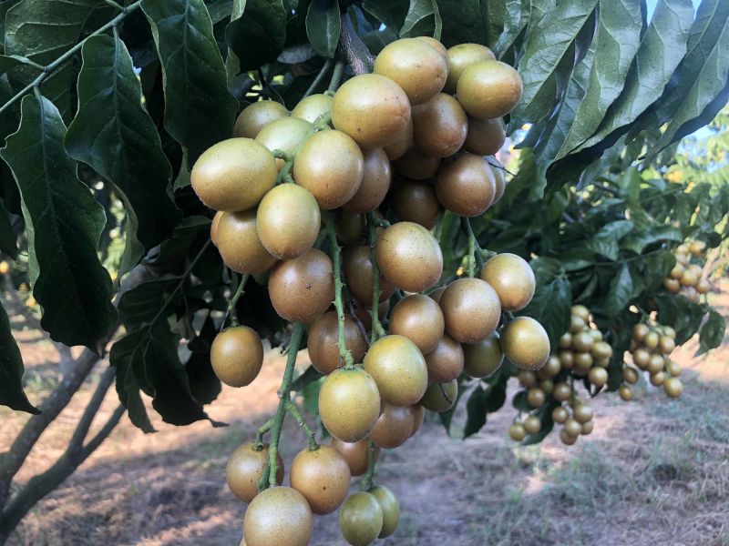 贵妃金蛋贵妃黄皮果黄皮果苗品种纯正基地直发