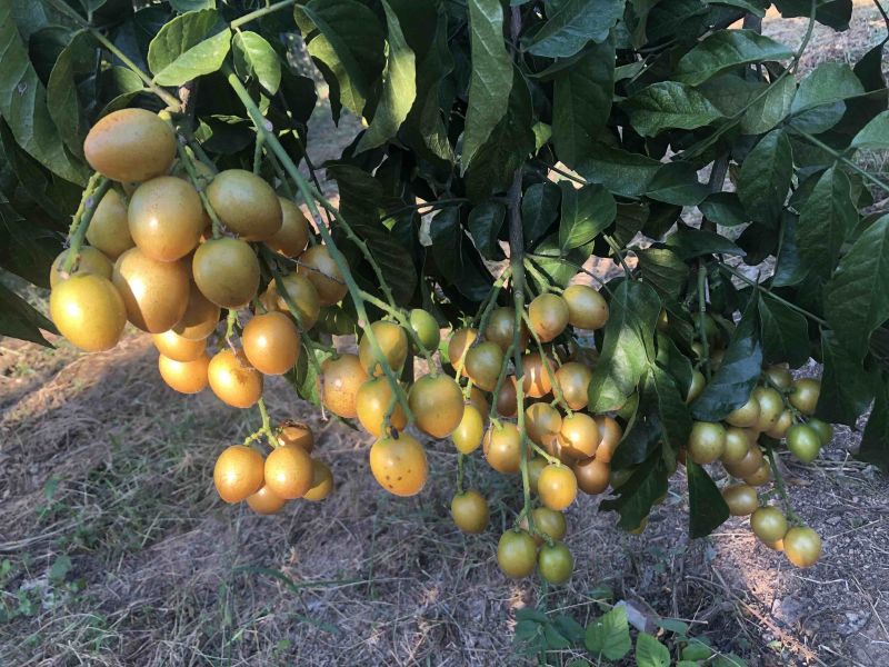 贵妃金蛋贵妃黄皮果黄皮果苗品种纯正基地直发