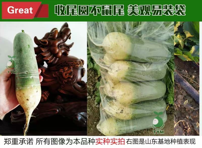 电商水果萝卜，加工厂水果萝卜，市场水果萝卜养殖水果萝