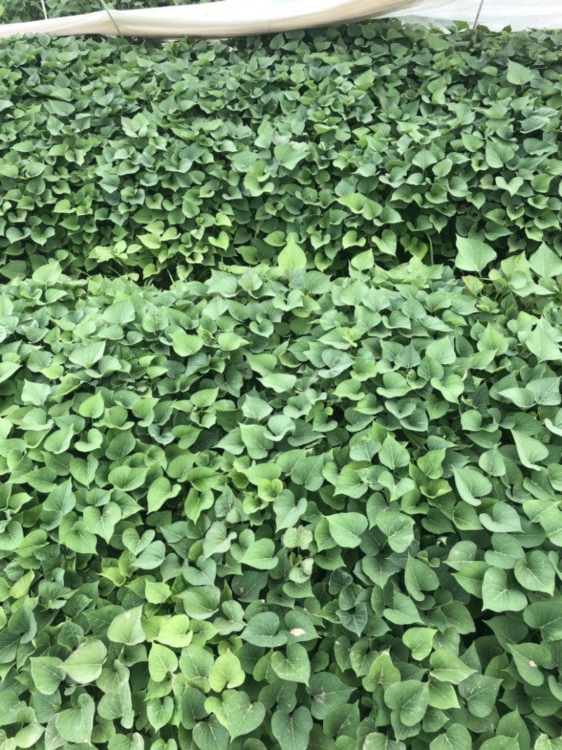 龙薯九红薯苗、龙薯九地瓜苗、龙薯苗、龙薯九号红薯苗、龙九
