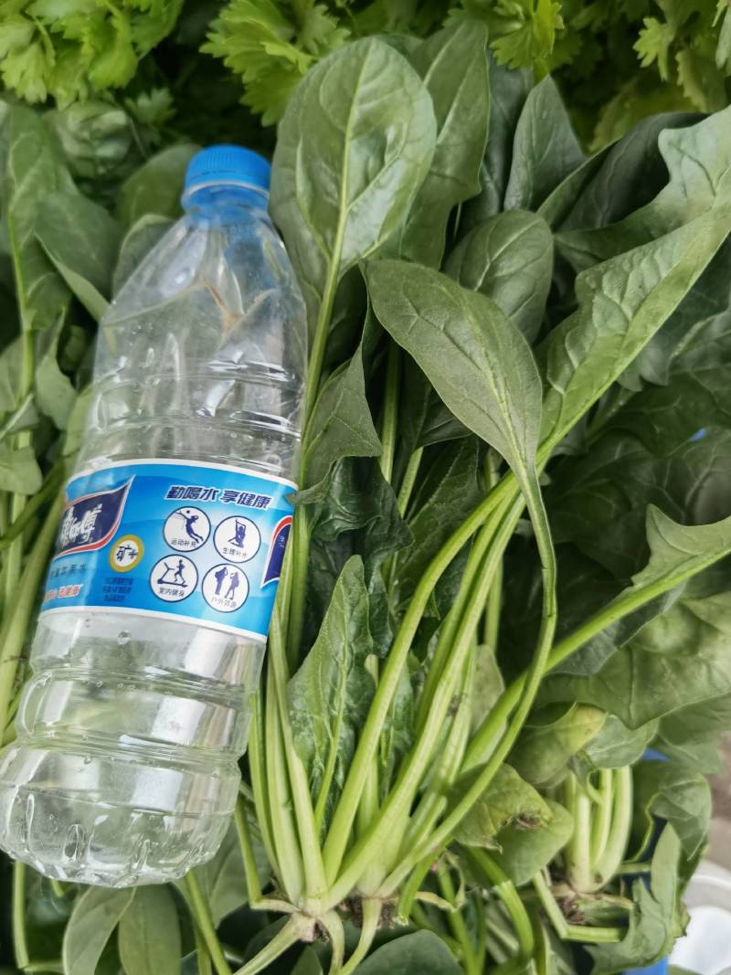 大棚菠菜，大量有货北京本地，长年供应合作需要联系大叶菠菜
