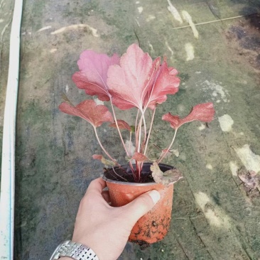 青州华欣花卉矾根