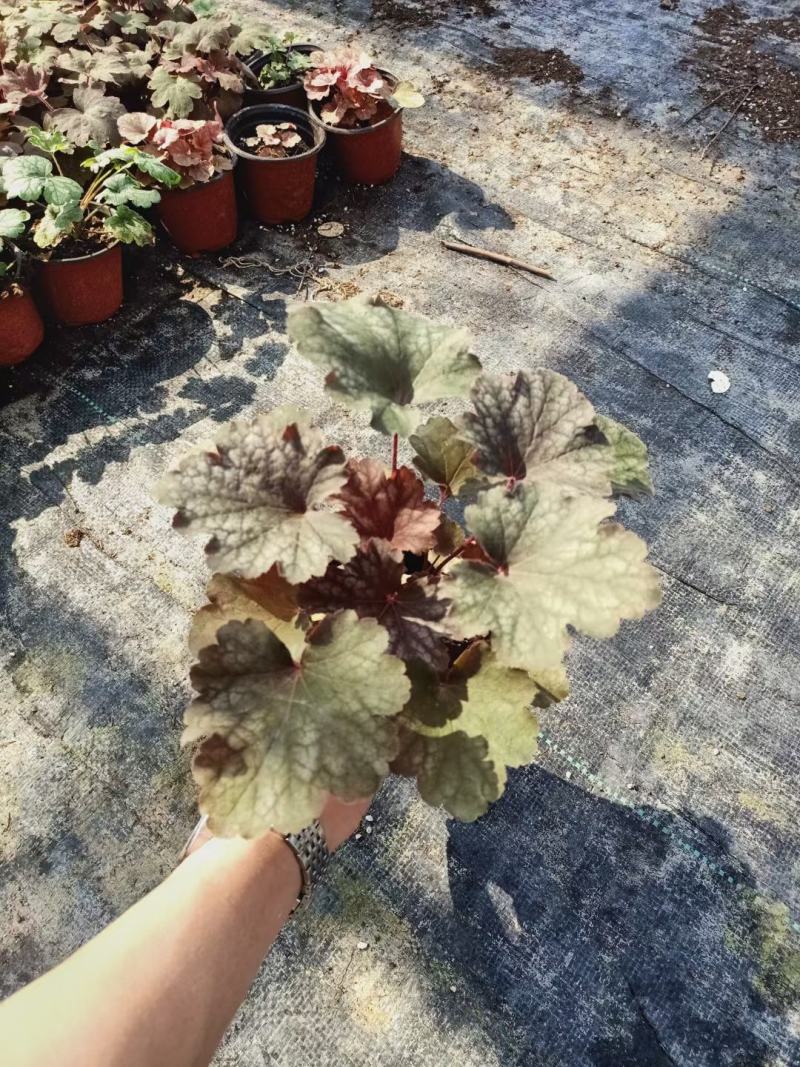 青州华欣花卉矾根