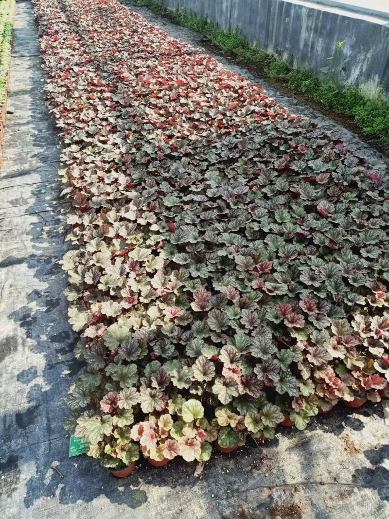 青州华欣花卉矾根