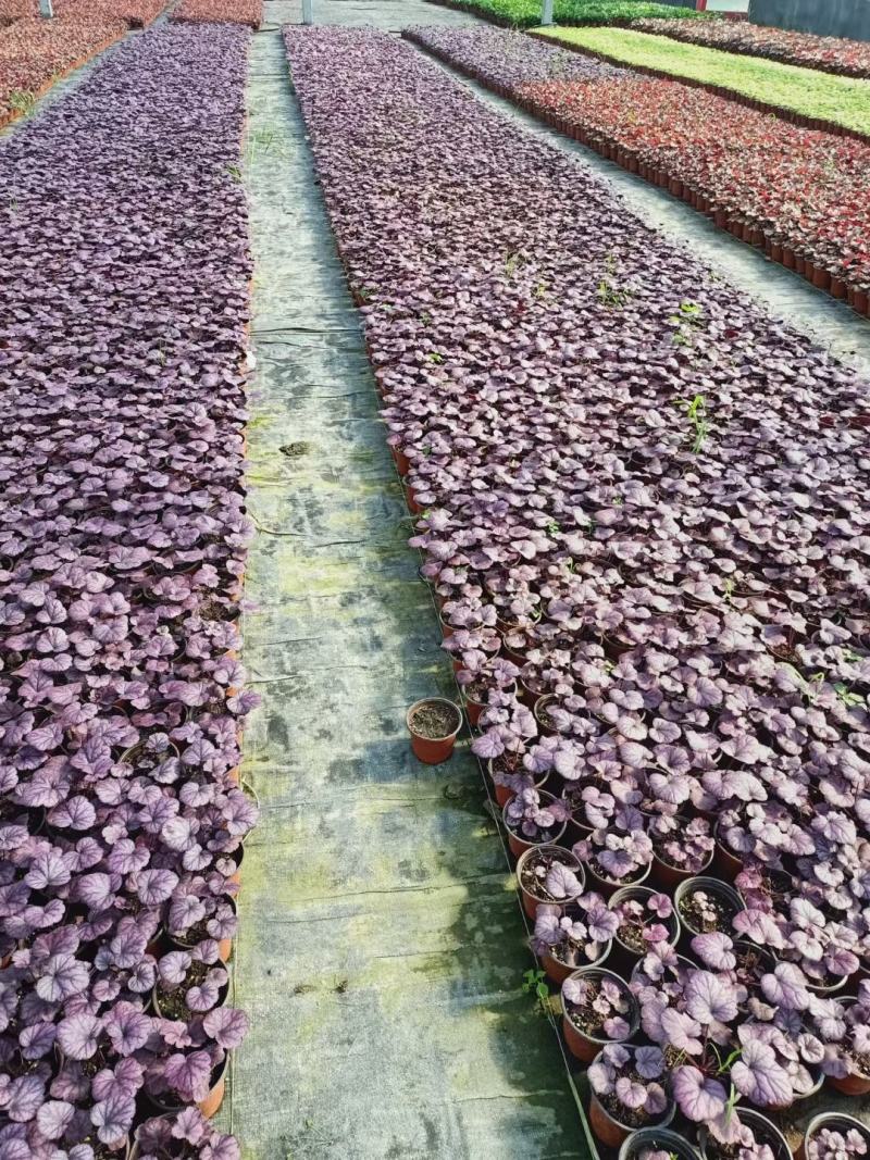 青州华欣花卉矾根