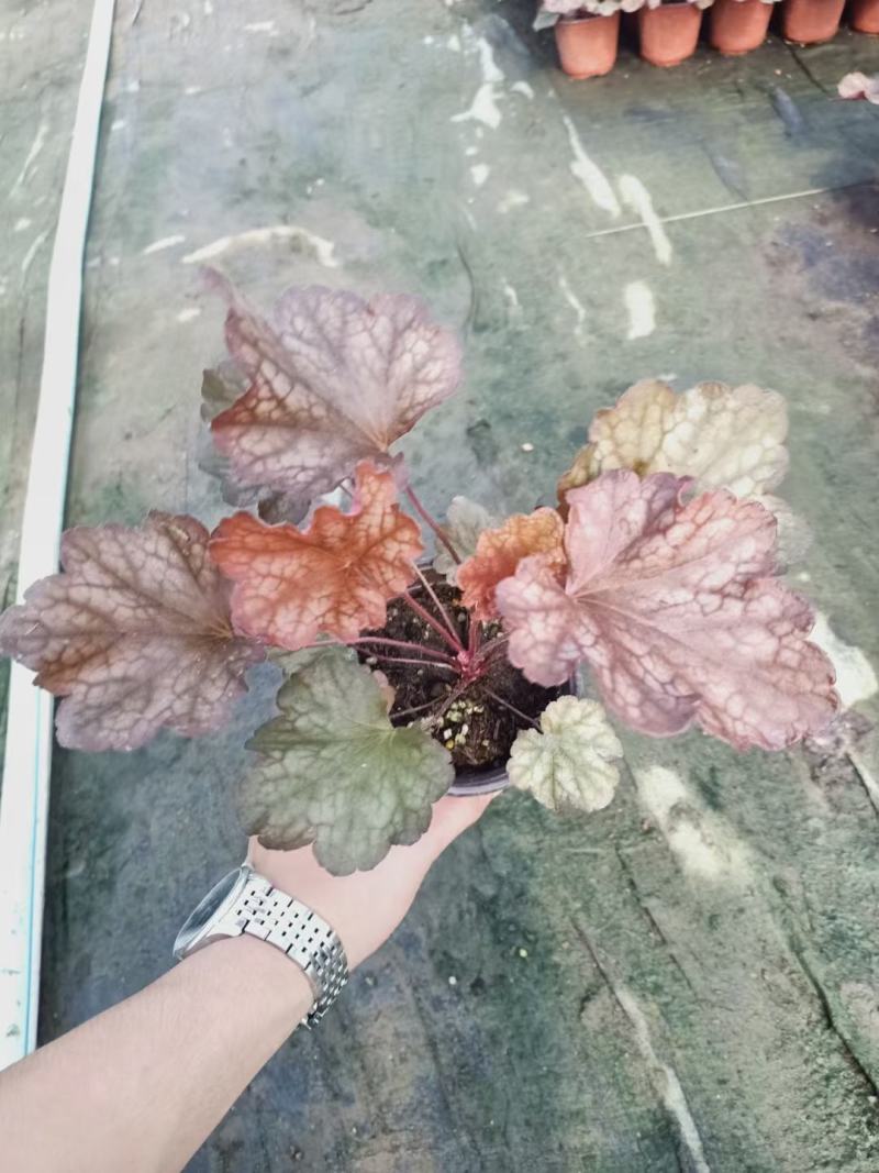 青州华欣花卉矾根