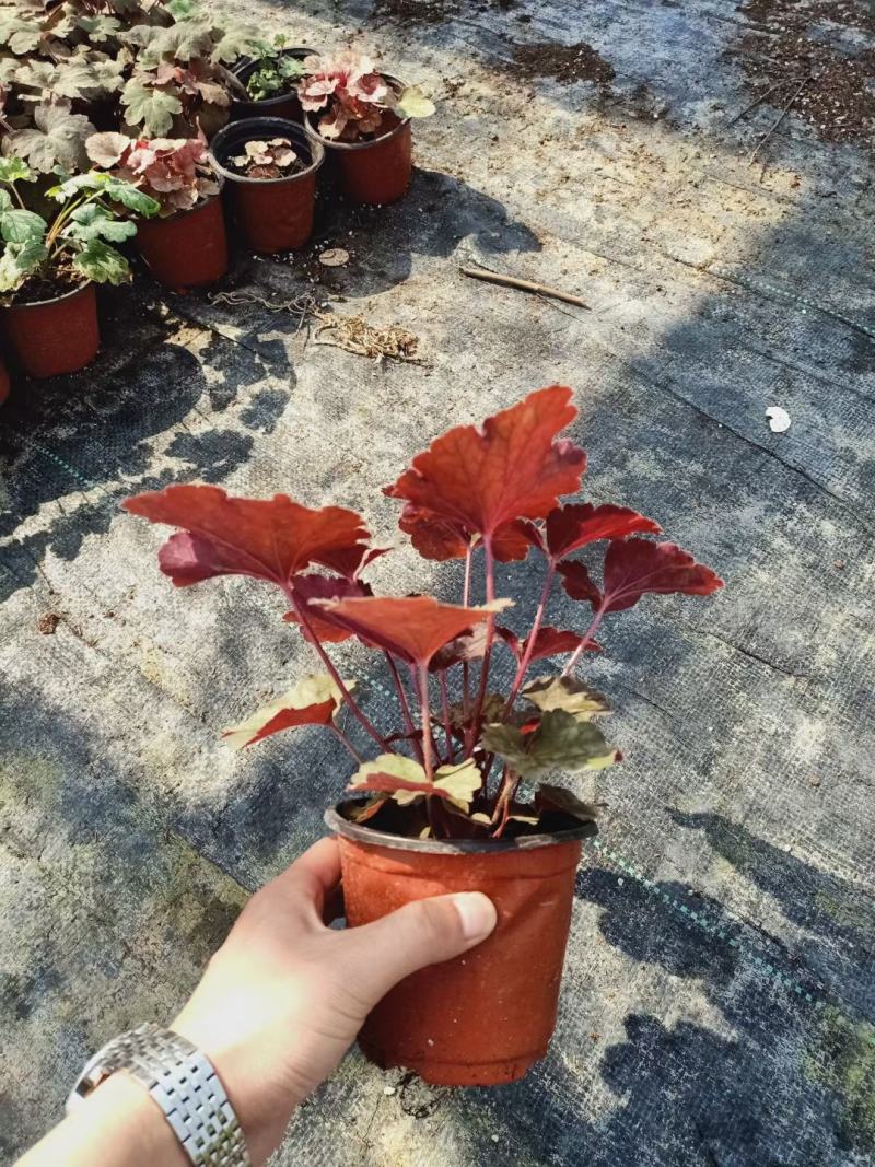 青州华欣花卉矾根