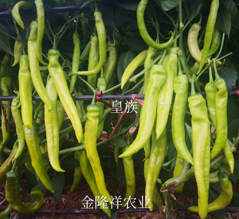 皇族长羊角型辣椒种子黄亮光滑顺直羊角椒种子