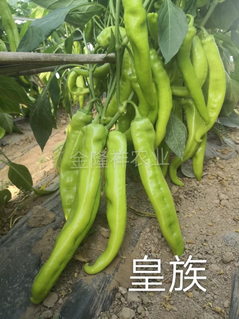 皇族长羊角型辣椒种子黄亮光滑顺直羊角椒种子