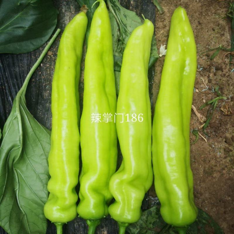 辣掌门186杂交一代长牛角椒种子1000粒/袋