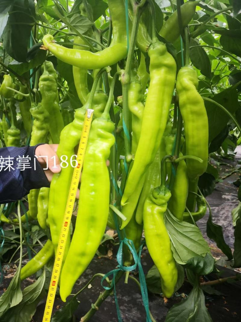 辣掌门186杂交一代长牛角椒种子1000粒/袋