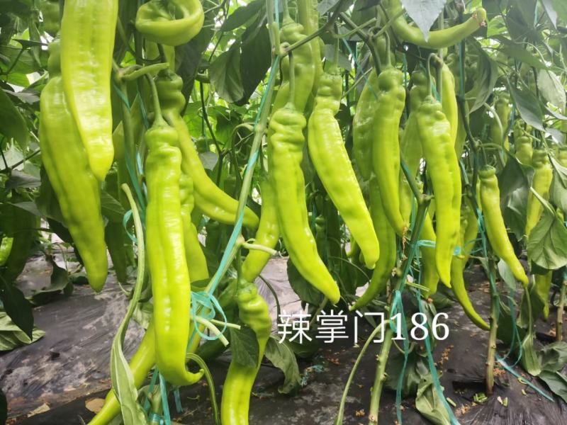 辣掌门186杂交一代长牛角椒种子1000粒/袋